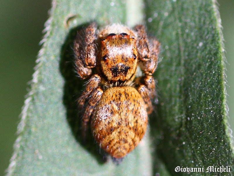 Carrhotus xanthogramma - Magenta (MI)